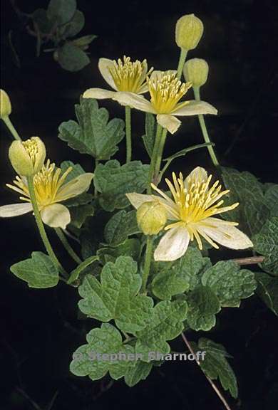 clematis lasiantha 2 graphic